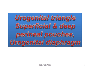 15-Urogenital Traiangle2009-04-18 05:435.9 MB