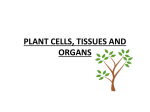 PLANT CELLS, TISSUES AND ORGANS