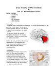 Gross Anatomy of the Cerebellum HO