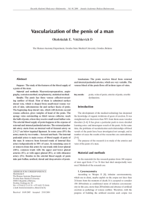 Vascularization of the penis of a man