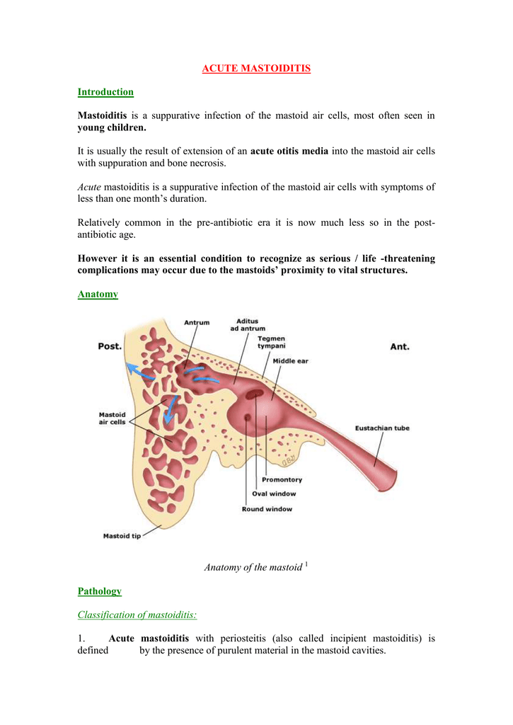 Mastoiditis Anatomy