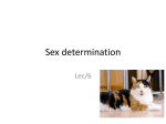 Sex Determination in Man