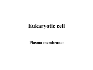 Eukaryotic cell Plasma membrane