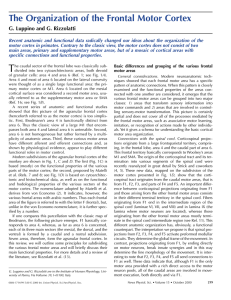 The Organization of the Frontal Motor Cortex