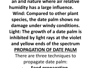 DATE PALM (Phoenix dactylifera, L.) ORIGIN The