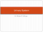Physio07_Urinary_System