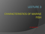 Lecture 3 Characteristics if marine fish species File
