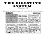 Digestion - Mrs. Taylor