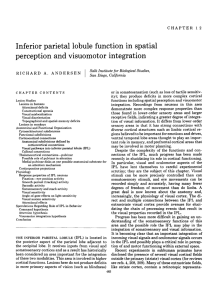 Inferior Parietal Lobule Function in Spatial Perception and