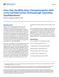 Grass Carp, the White Amur: Ctenopharyngodon idella Cuvier and