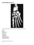 Skeletal Foot Structure - Illinois Podiatric Medical Association