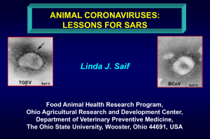 What Factors Exacerbate Porcine Respiratory Coronavirus