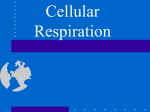 Cellular Respiration