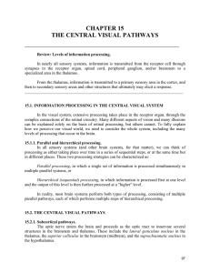 CHAPTER 15 THE CENTRAL VISUAL PATHWAYS