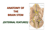 Brain stem-External Features