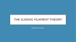 The sliding filament model