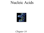 Nucleic Acids - saddleback.edu