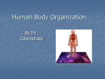 Human Body Organization - Livingstone High School