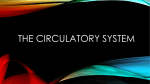 The Circulatory System Lecture