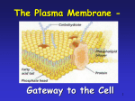 Plasma Membrane - Westgate Mennonite Collegiate
