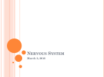 Nervous System - Northwest ISD Moodle