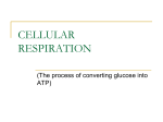 cellular respiration - Aurora City Schools