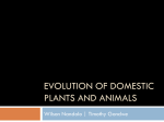 Evolution of domestic animals File