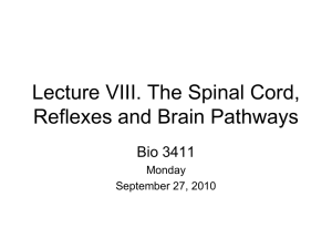 Lecture VIII. Spinal Cord