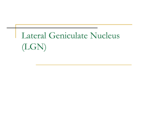 Lateral Geniculate Nucleus (LGN)