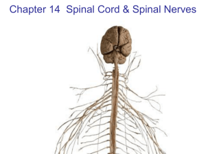 Spinal Cord - Fullfrontalanatomy.com