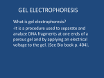 GEL ELECTROPHORESIS