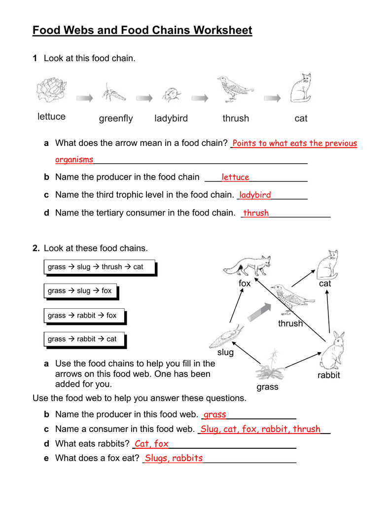 Food Webs and Food Chains Worksheet Pertaining To Food Web Worksheet Answer Key