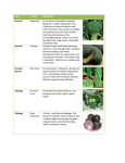 Type Variety Description Broccoli Marathon As an industry standard