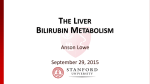 The Liver Bilirubin Metabolism