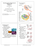 Functional Anatomy of Prokaryotic and Eukaryotic Cells (Chapter 4