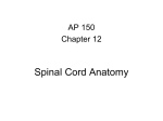Spinal Cord Anatomy - Fullfrontalanatomy.com