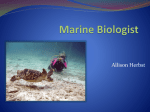 Marine Biologist - Alli Herbst: Senior Portfolio