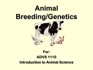 Animal Breeding/Genetics For
