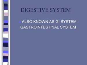 Digestive System PP