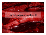 Cardiovascular system II Cardiovascular system III