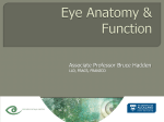 Eye Anatomy and Function