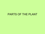 Parts of the plant File