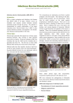 Infectious Bovine Rhinotracheitis (IBR)