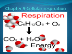 Chapter 9 Cellular respiration - District 196 e