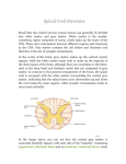 Spinal Cord Structure