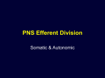 PNS Efferent Division