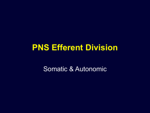 PNS Efferent Division