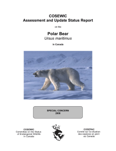 Polar Bear (Ursus maritimus) - Registre public des espèces en péril