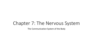 Chapter 7: The Nervous System