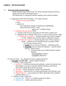 6.1 Overview of the Nervous System